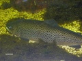 Taimen