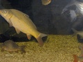 Särkikaloja