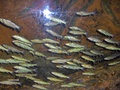 Lohenpoikasia