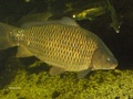 Suomukarppi